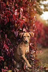 sitzender Podenco-Mischling