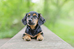 junger Dackel-Mischling