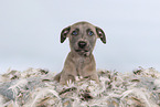 Whippet-Mischling