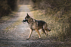 Deutscher-Sch�ferhund-Mischling