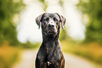 Rhodesian-Ridgeback-Labrador-Retriever