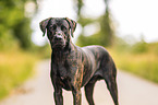 Rhodesian-Ridgeback-Labrador-Retriever