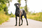 Rhodesian-Ridgeback-Labrador-Retriever