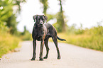 Rhodesian-Ridgeback-Labrador-Retriever