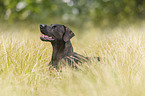 Rhodesian-Ridgeback-Labrador-Retriever