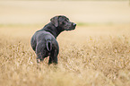 Rhodesian-Ridgeback-Labrador-Retriever
