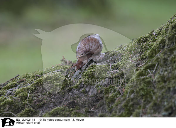 Afrikanische Riesenschnecke / African giant snail / JM-02148