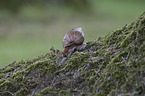 African giant snail