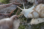 African giant snail