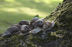 African giant snail