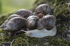 African giant snail