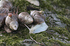 African giant snail