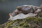 African giant snail