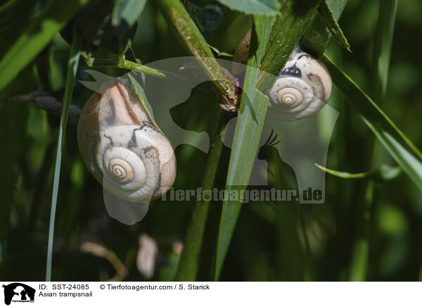 Bradybaena similaris / Asian trampsnail / SST-24085