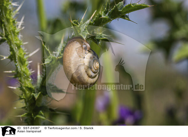 Bradybaena similaris / Asian trampsnail / SST-24087