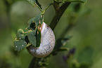 Asian trampsnail