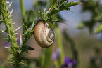Asian trampsnail