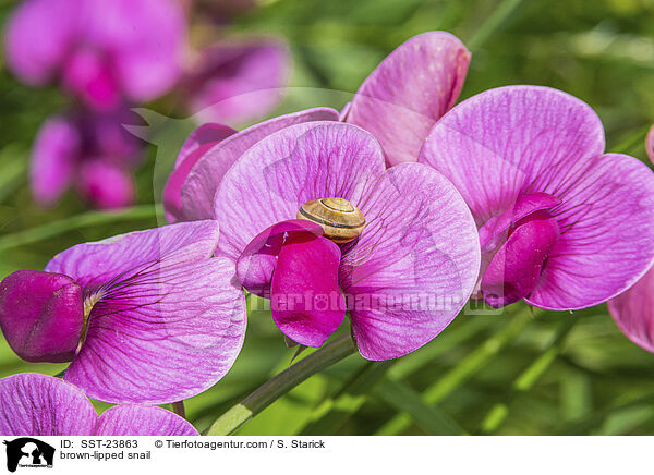 Hain-Bnderschnecke / brown-lipped snail / SST-23863
