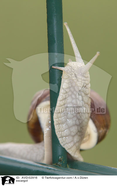 Weinbergschnecke / escargot / AVD-02916