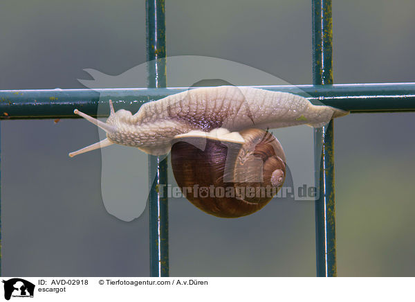Weinbergschnecke / escargot / AVD-02918