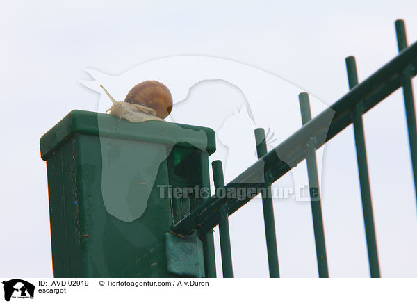 Weinbergschnecke / escargot / AVD-02919
