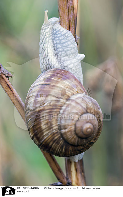 Weinbergschnecke / escargot / MBS-14997