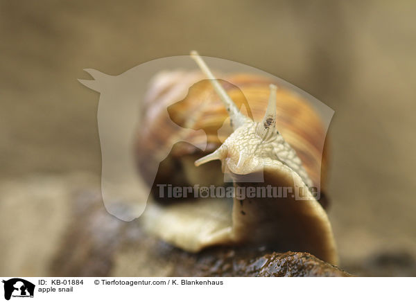 Weinbergschnecke / apple snail / KB-01884