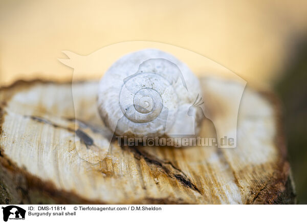 Weinbergschneckenhaus / Burgundy snail shell / DMS-11814