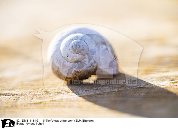 Weinbergschneckenhaus / Burgundy snail shell / DMS-11816