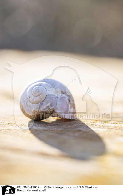 Weinbergschneckenhaus / Burgundy snail shell / DMS-11817