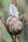 escargot