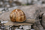 escargot