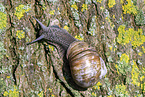 escargot