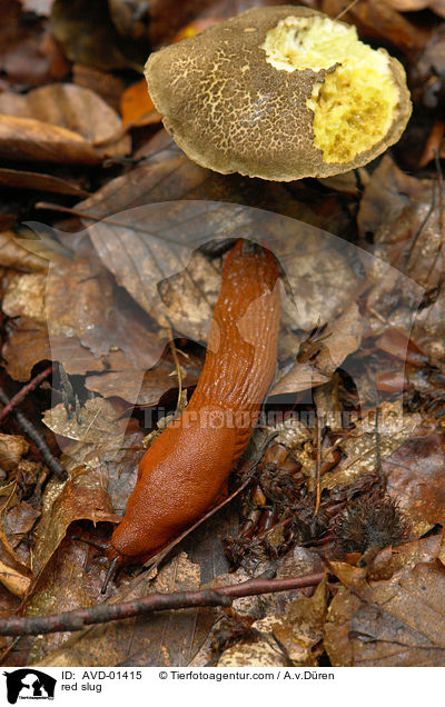 Groe Rote Wegschnecke / red slug / AVD-01415