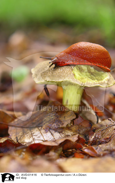 red slug / AVD-01416