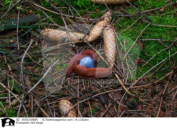 European red slugs / AVD-03684
