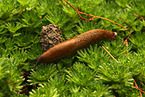 European red slug