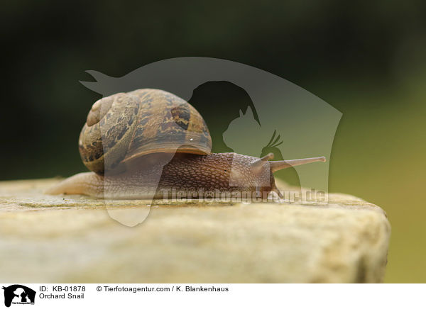 Orchard Snail / KB-01878