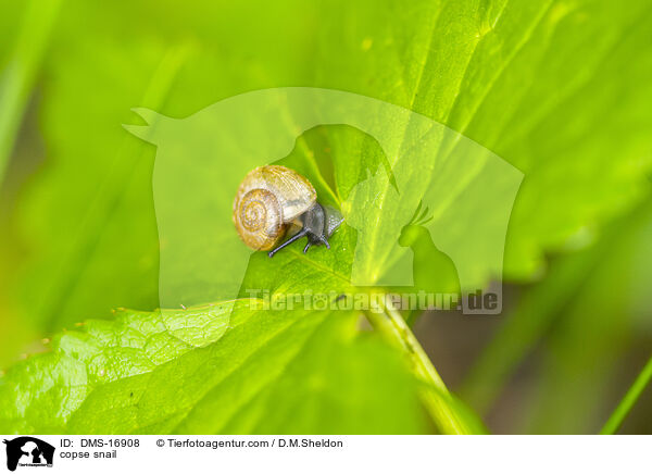 copse snail / DMS-16908