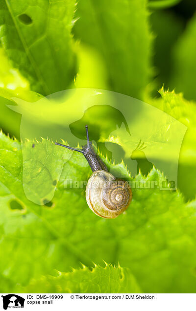 copse snail / DMS-16909