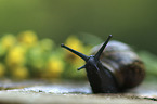 Orchard Snail