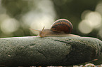 Orchard Snail
