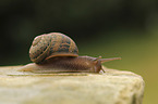 Orchard Snail