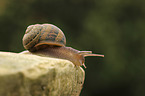 Orchard Snail