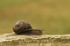Orchard Snail
