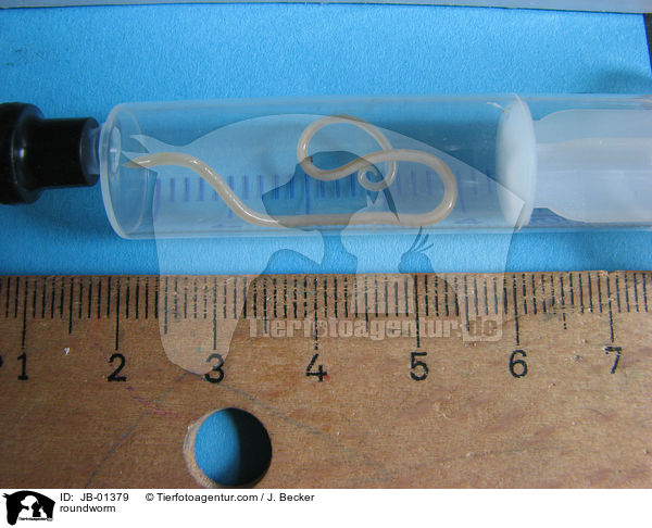 roundworm / JB-01379