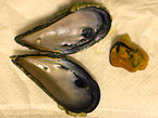 sea mussel
