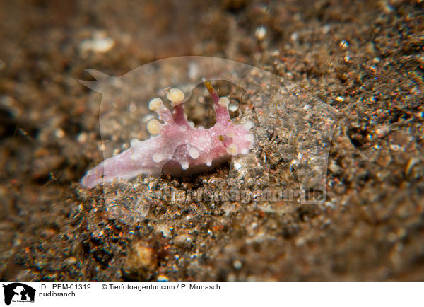 Nacktschnecke / nudibranch / PEM-01319