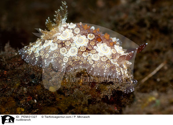 Nacktschnecke / nudibranch / PEM-01327