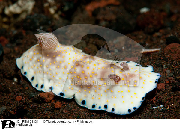 Nacktschnecke / nudibranch / PEM-01331
